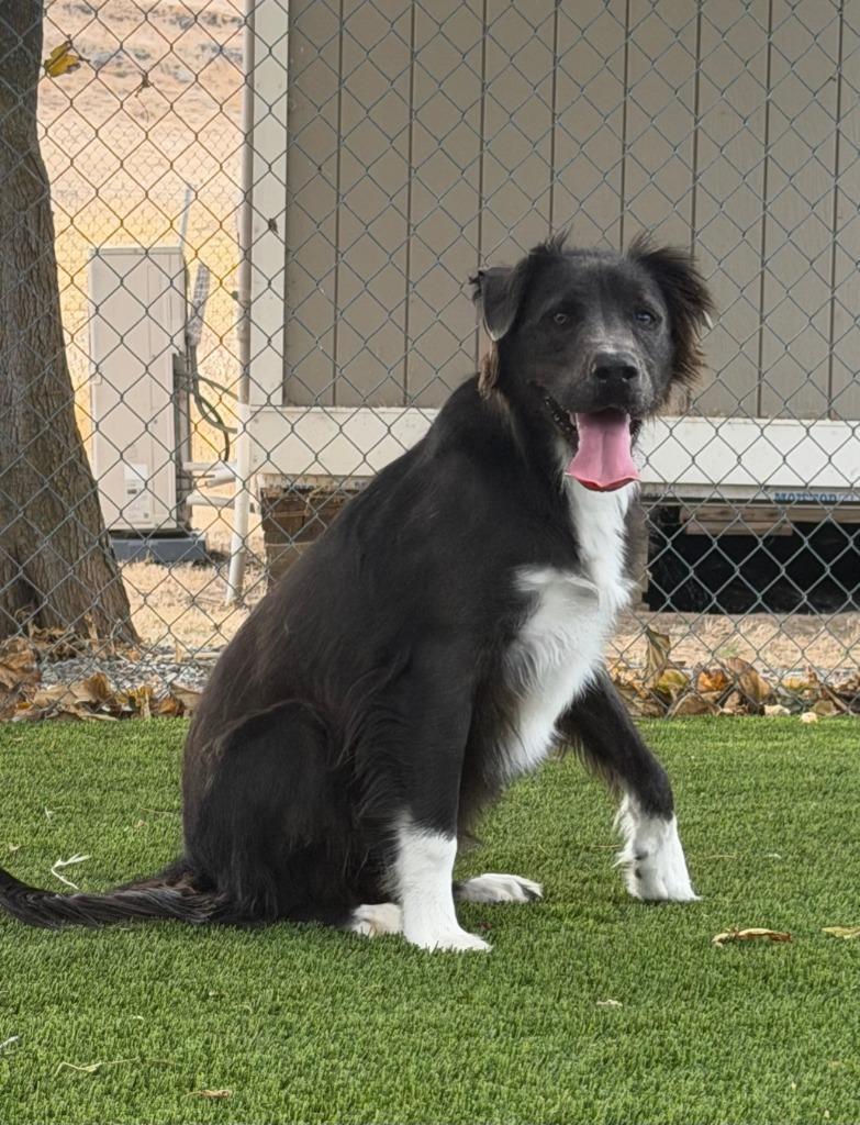 Pugsley, Adoptable, Young Male Border Collie & Pit Bull Terrier.