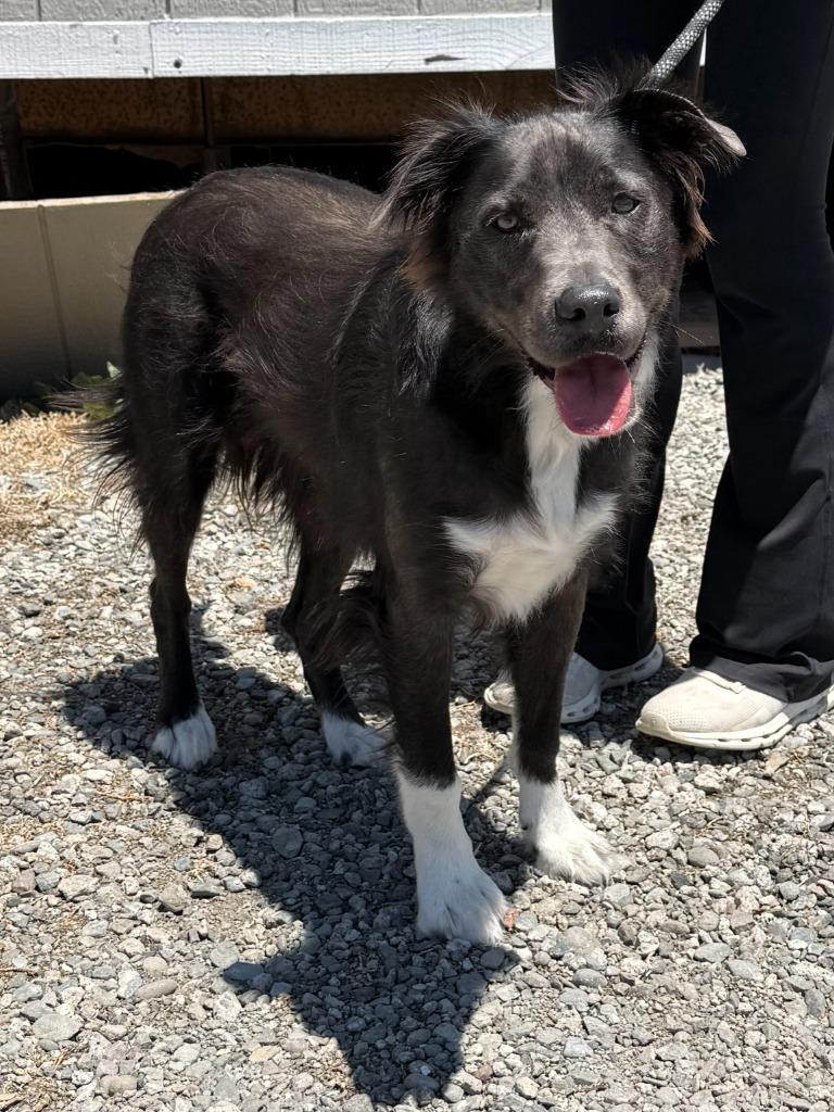 Pugsley, a Adoptable mixed breed in Vacaville, CA image 2/2