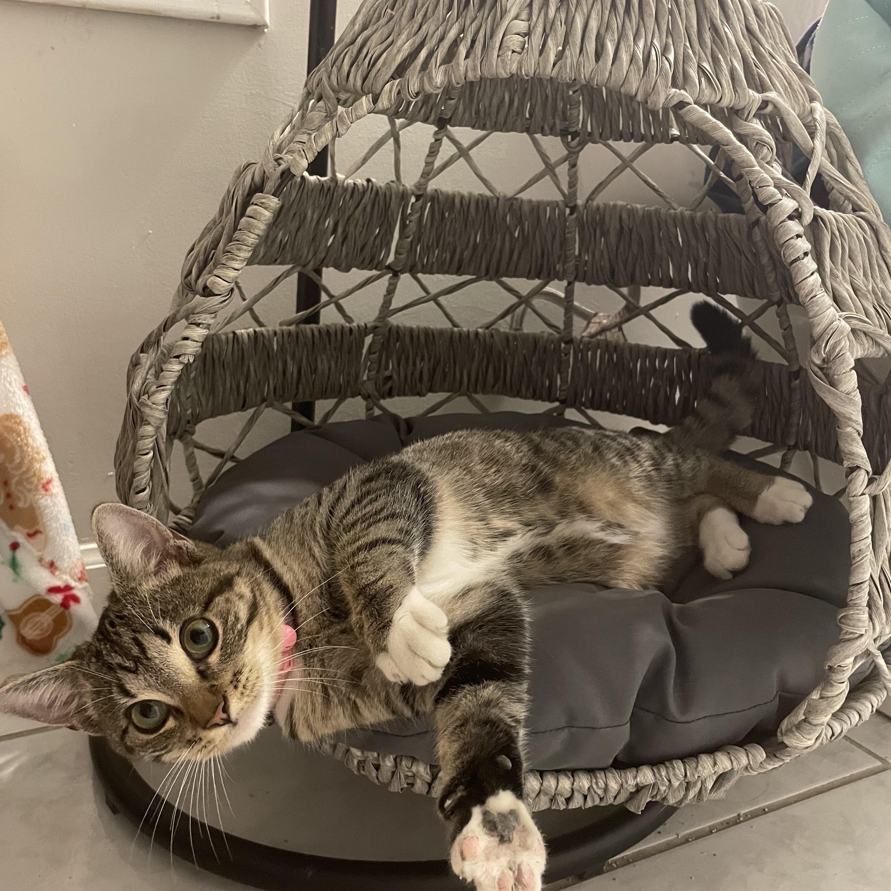 Biscuits, ADOPTABLE, Young Female Domestic Short Hair.