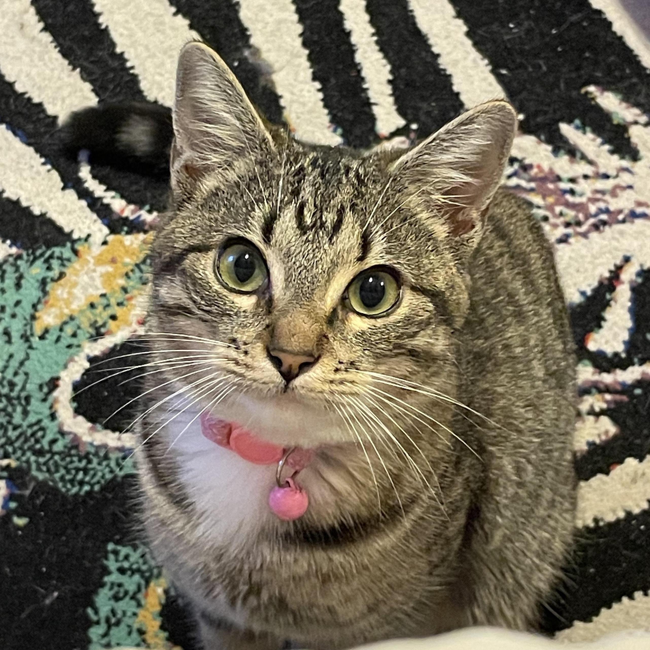 Biscuits, ADOPTABLE, Young Female Domestic Short Hair.