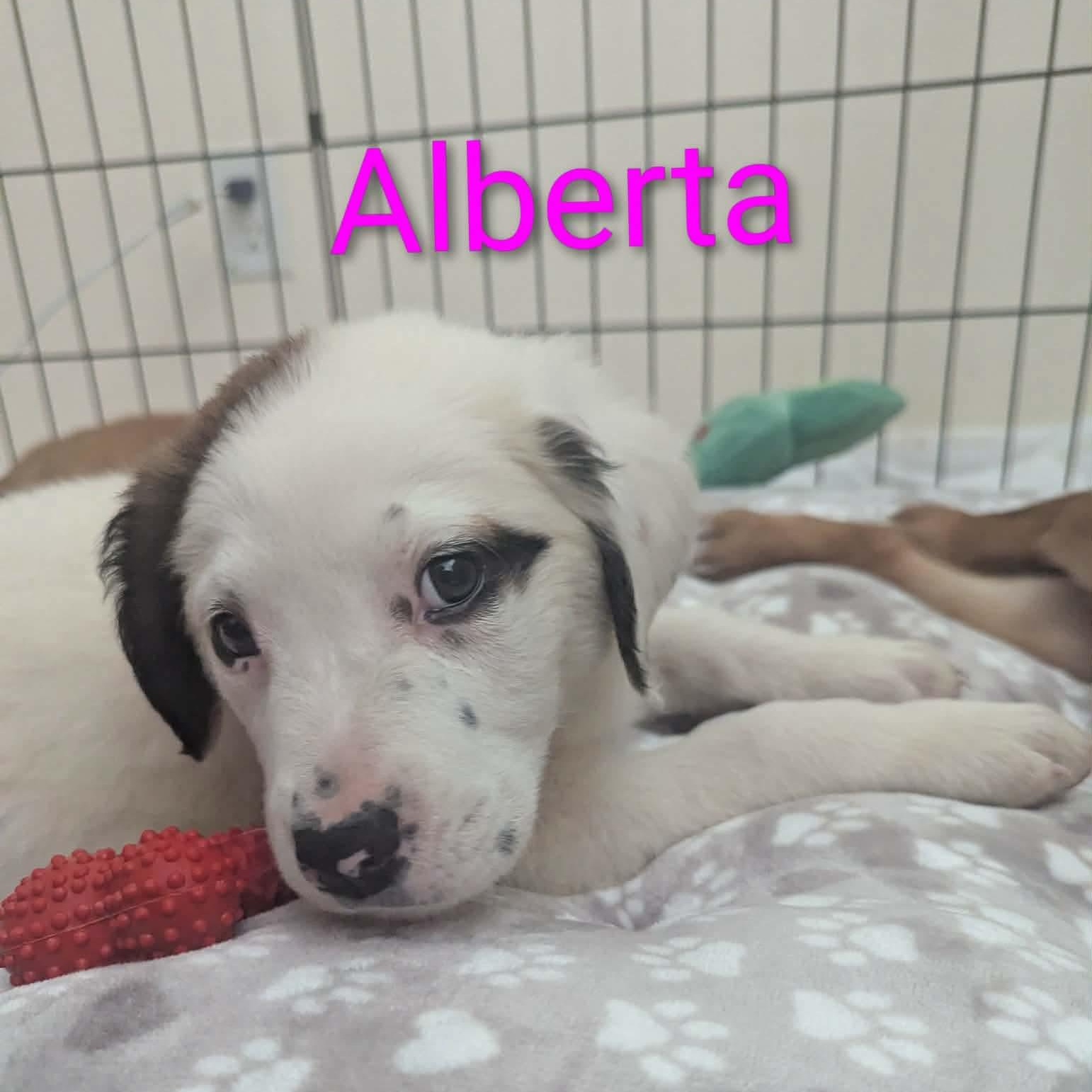 Enlarge Alberta, an adopted mixed breed in Sierra Vista, AZ image 1/2