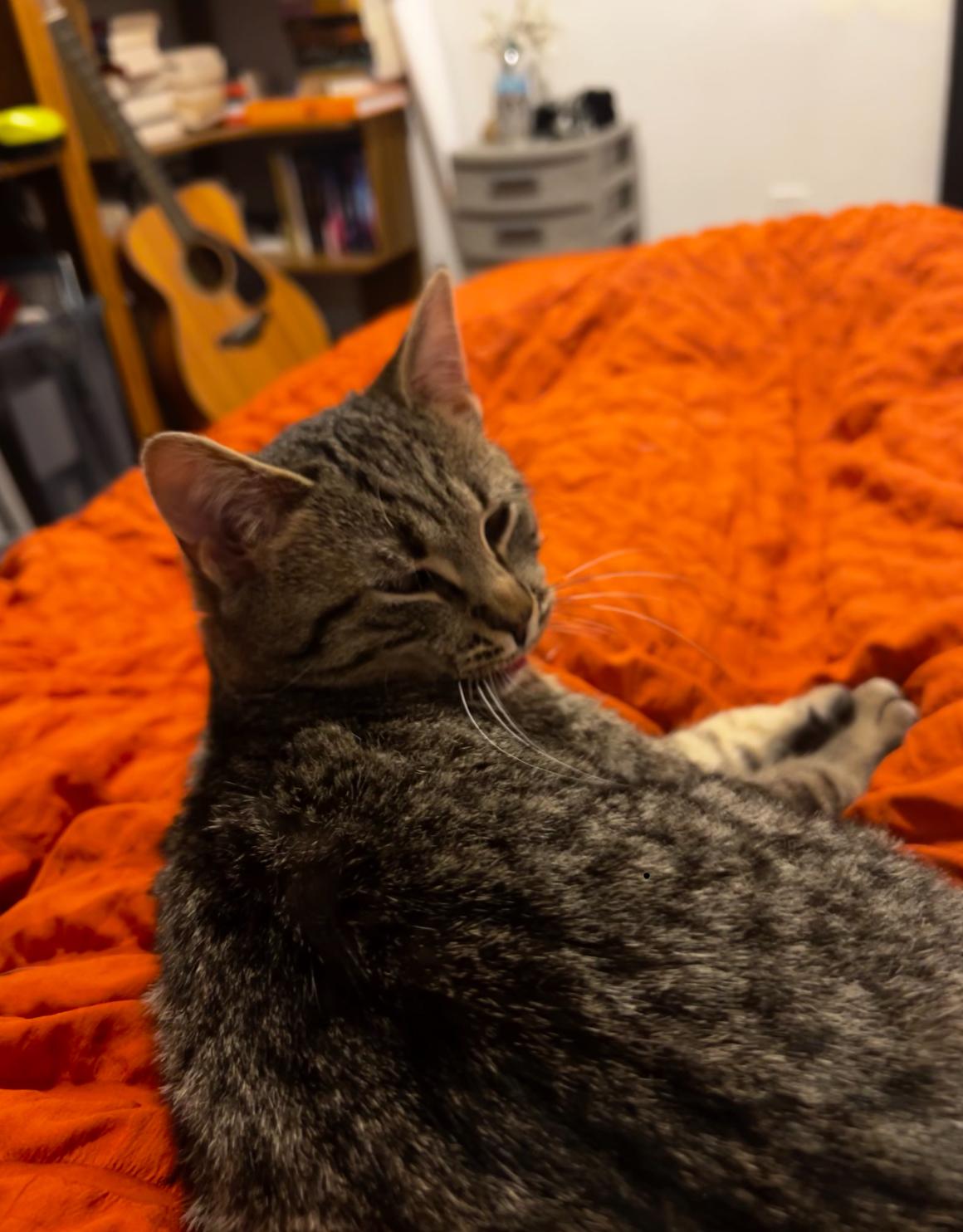 Enlarge Tinsel, a ADOPTABLE Tabby in Westland, MI image 4/4