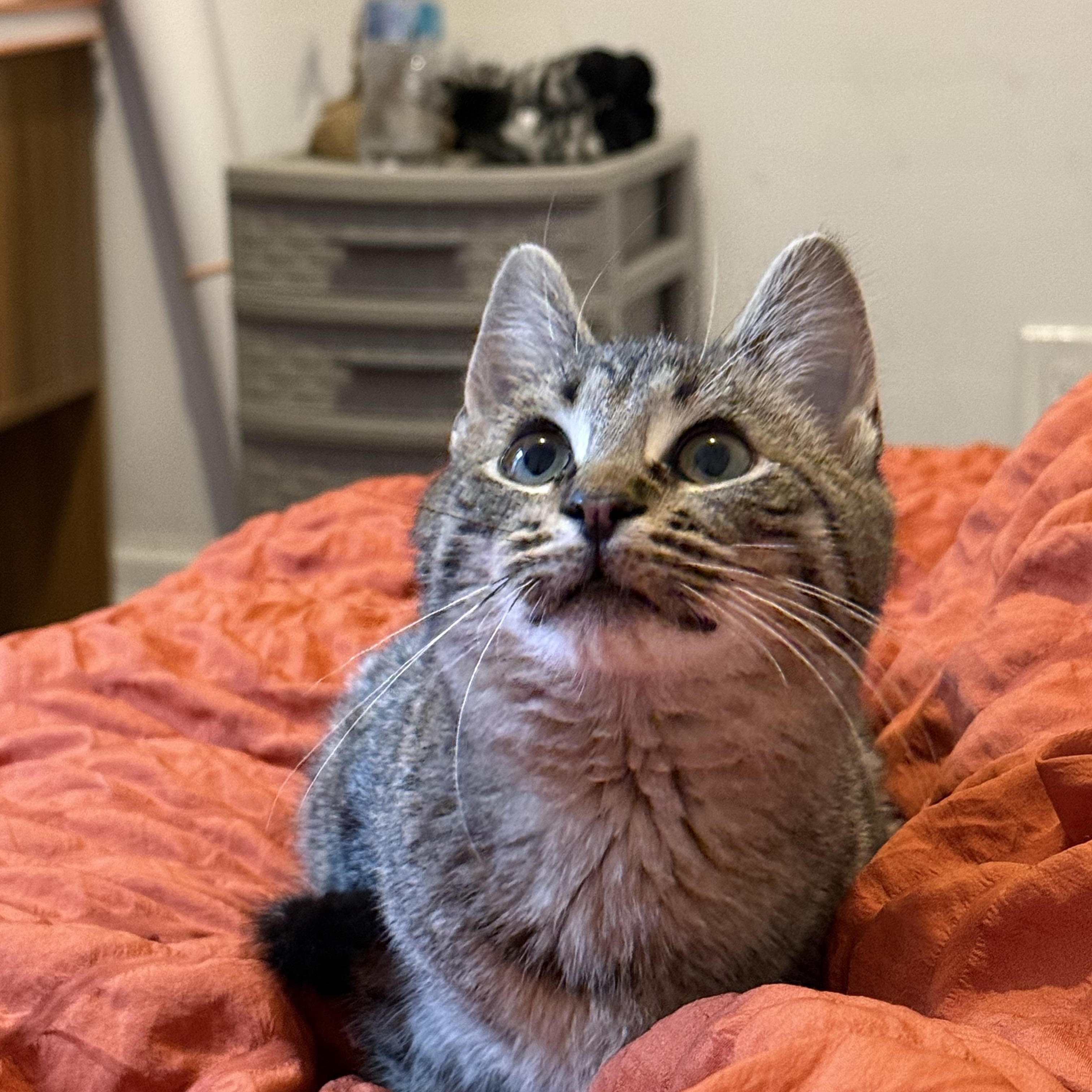 Enlarge Tinsel, a ADOPTABLE Tabby in Westland, MI image 2/4