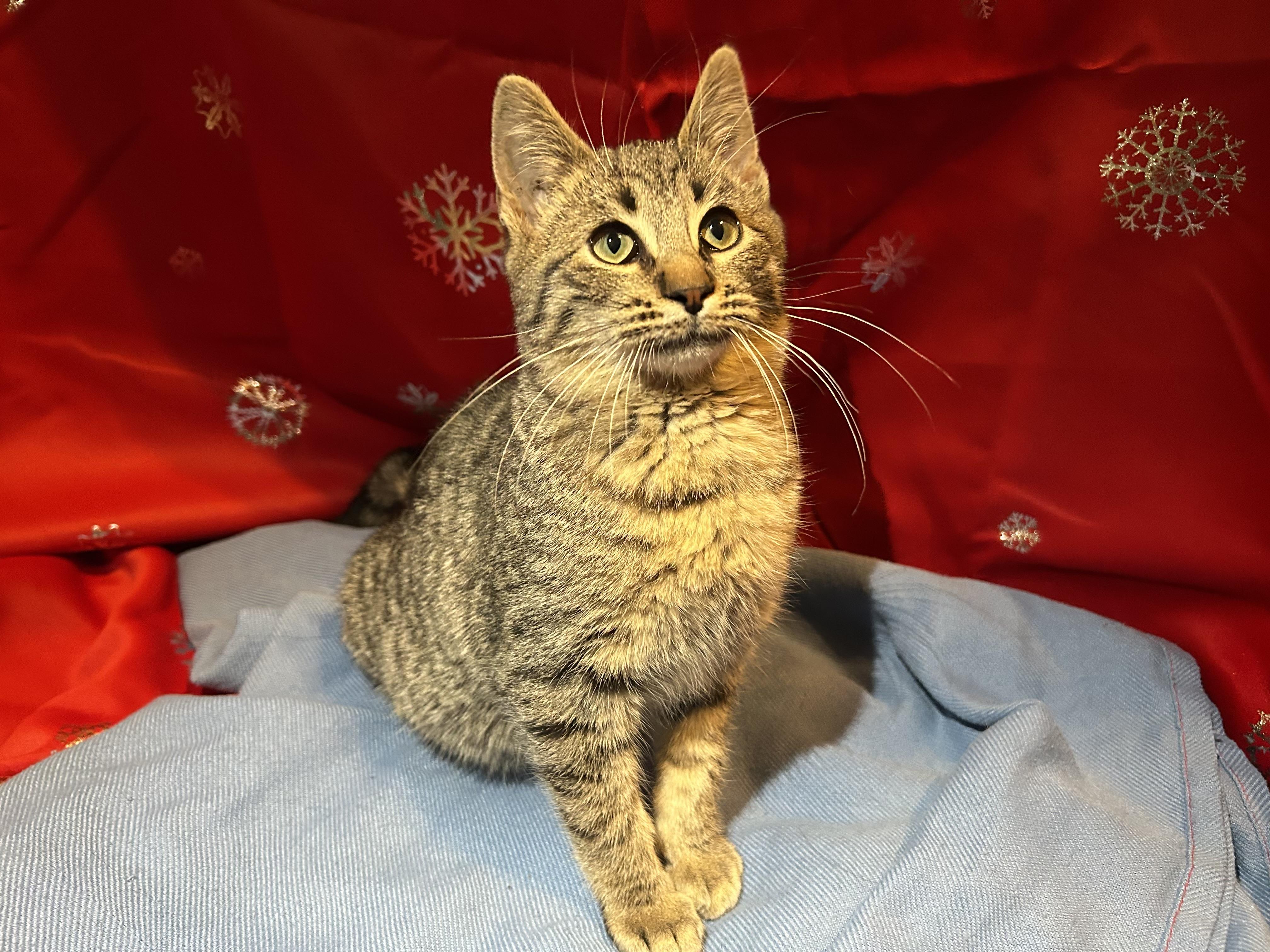 Enlarge Tinsel, a ADOPTABLE Tabby in Westland, MI image 3/4