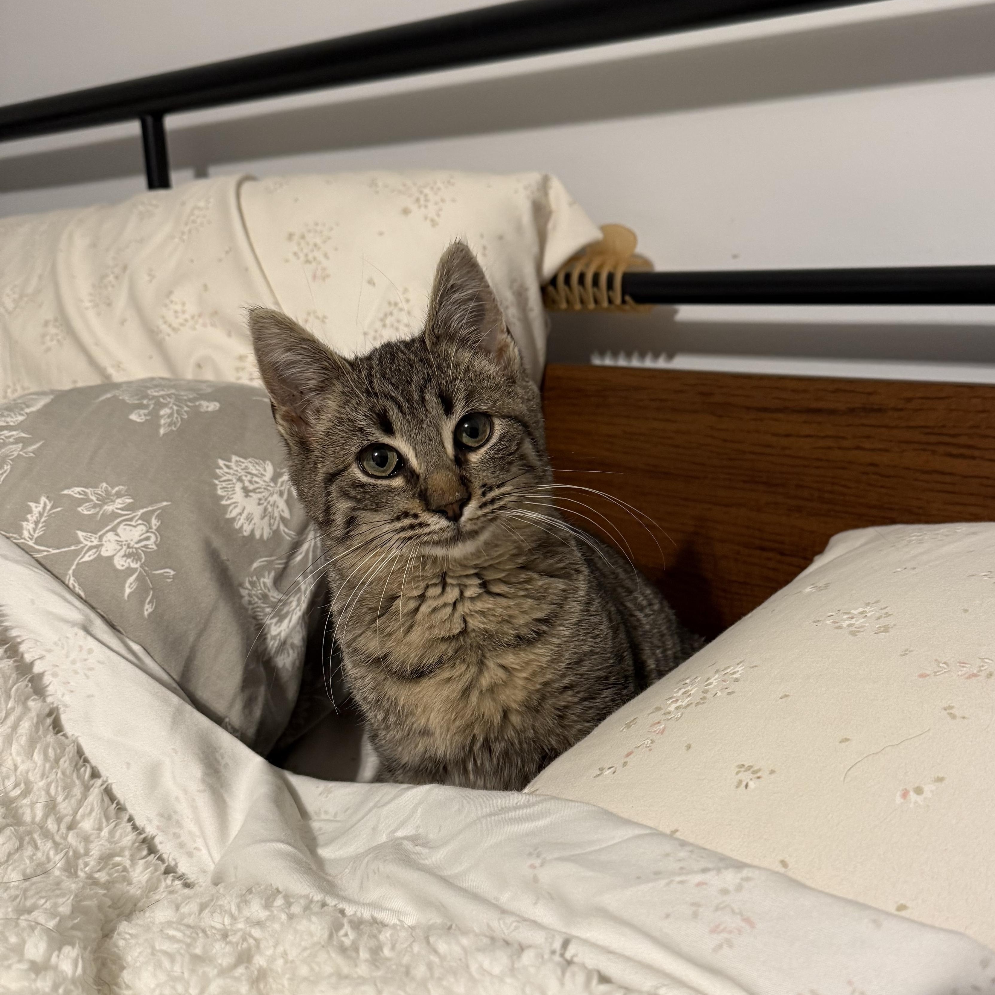 Enlarge Tinsel, a ADOPTABLE Tabby in Westland, MI image 1/4