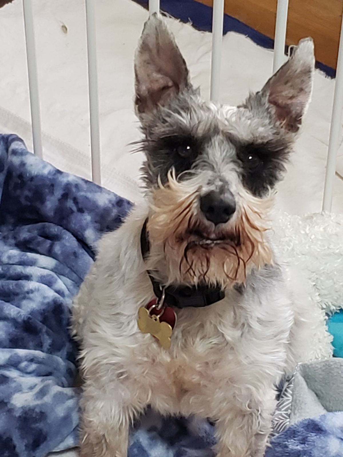 Mini Schnauzer Rescue Texas 24 - y47a9op
