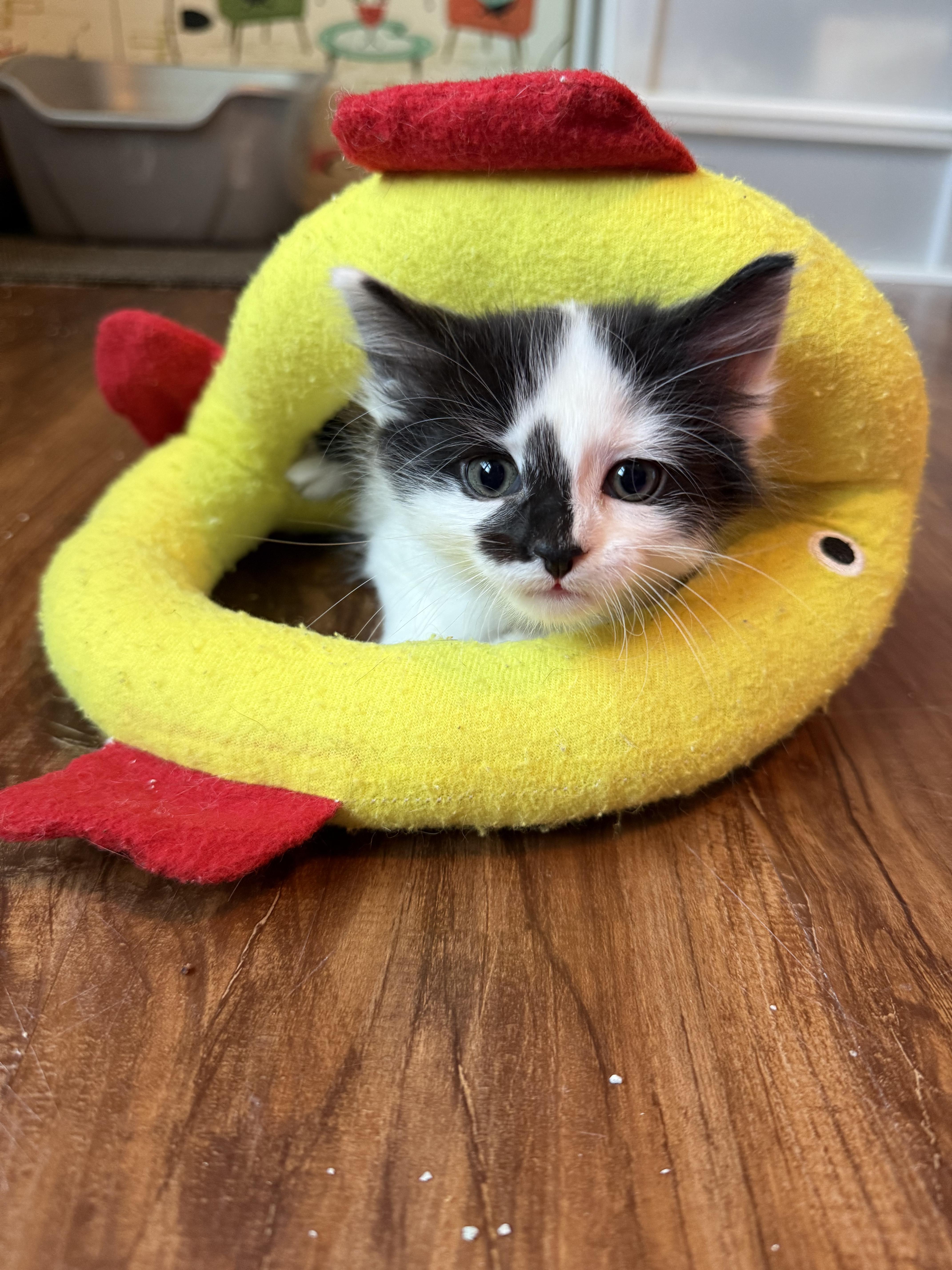 Peanut Butter Pie & Lemon Meringue Pie, Adopted, Kitten Male Domestic Long Hair.