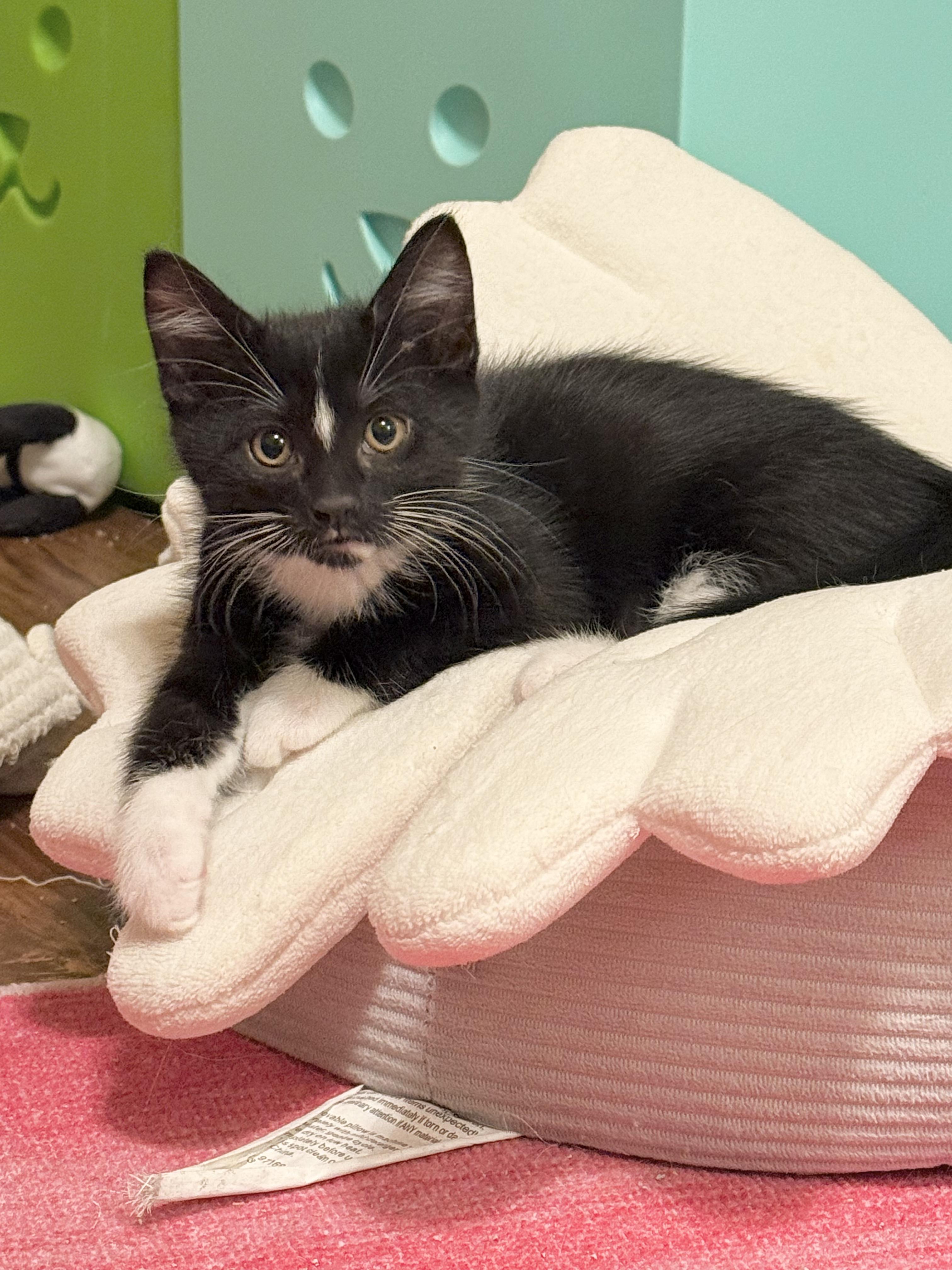 Enlarge Peanut Butter Pie & Lemon Meringue Pie, a Adopted mixed breed in Naperville, IL image 2/6