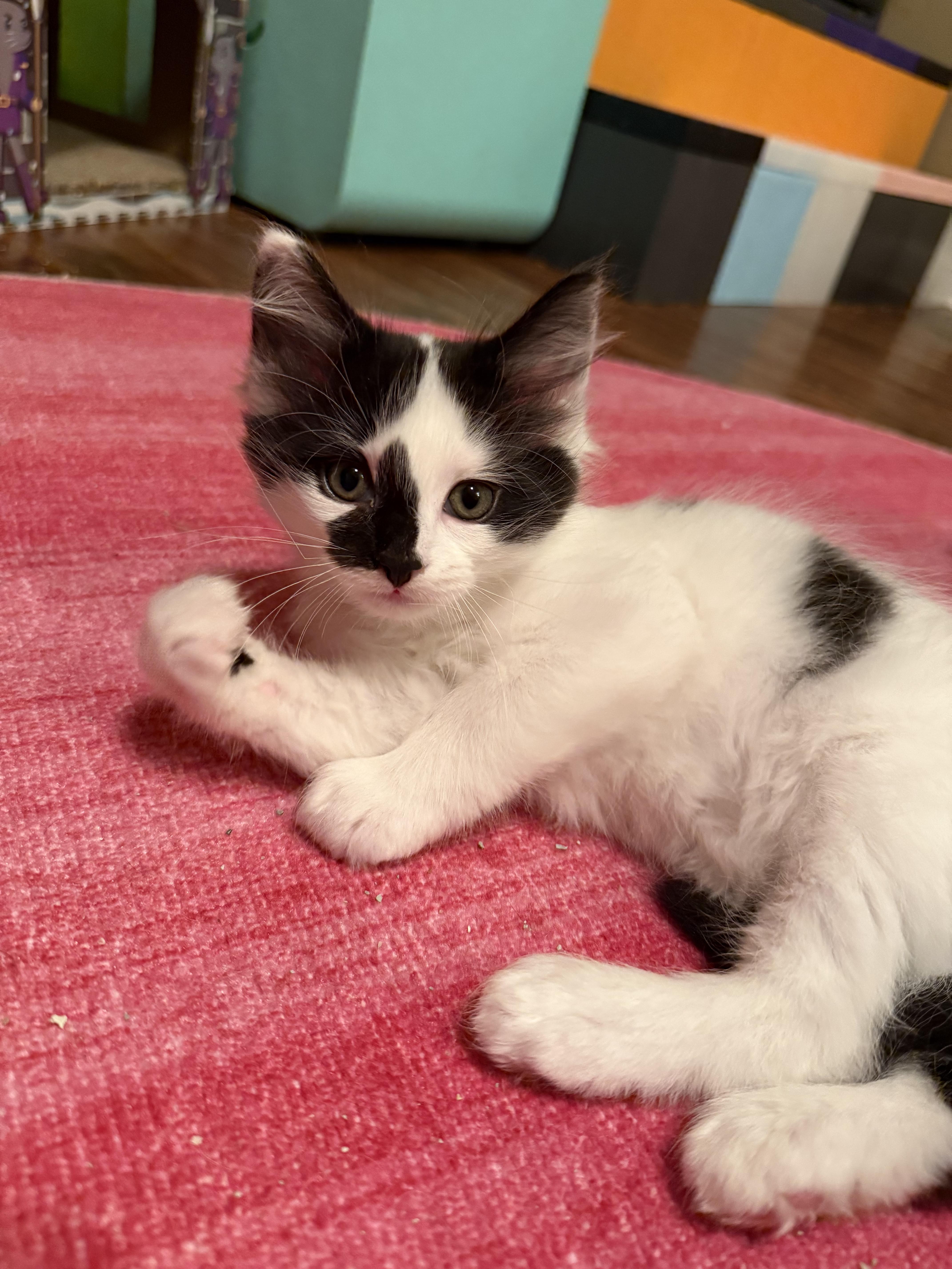 Enlarge Peanut Butter Pie & Lemon Meringue Pie, a Adopted mixed breed in Naperville, IL image 5/6