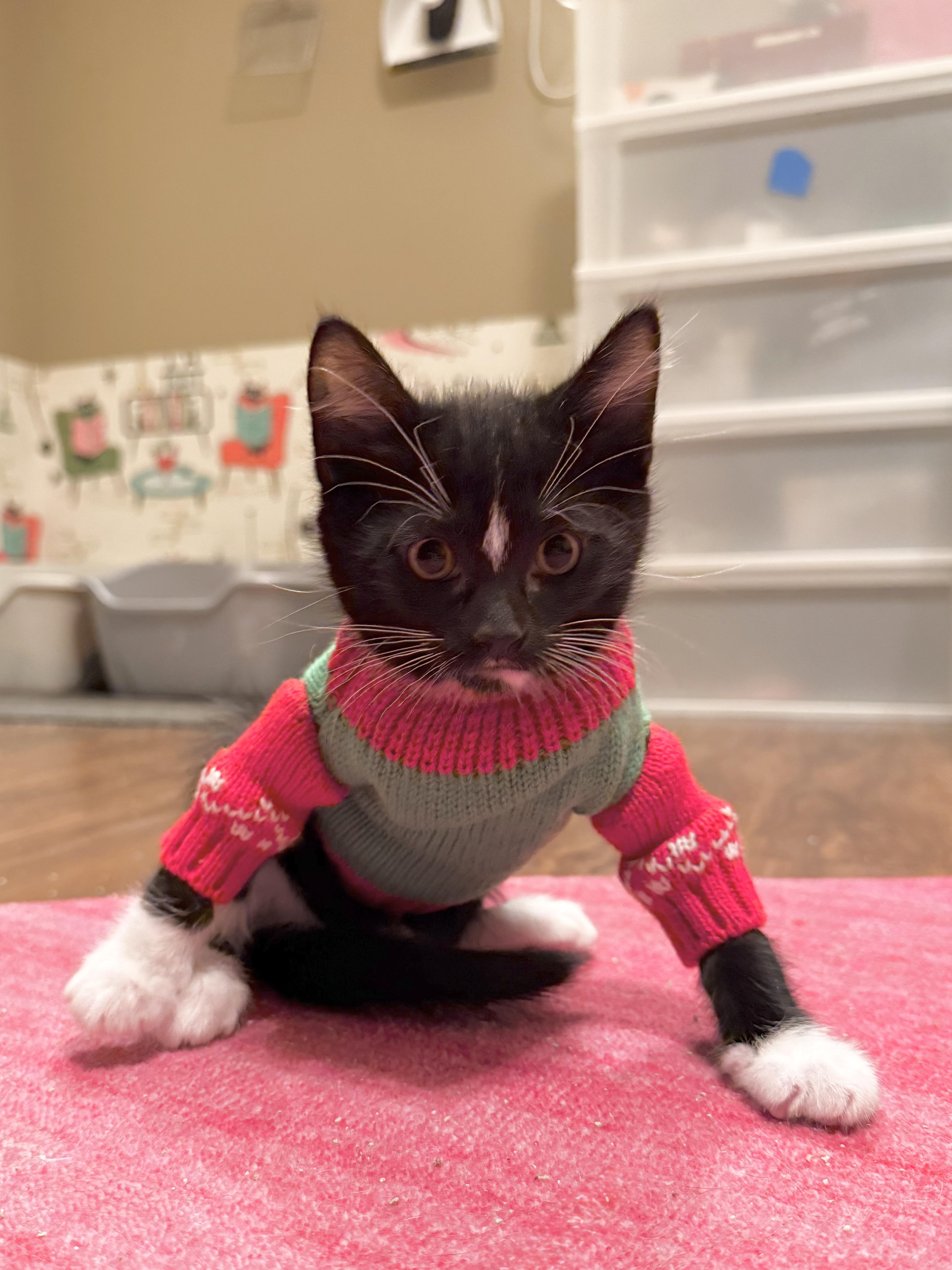 Enlarge Peanut Butter Pie & Lemon Meringue Pie, a Adopted mixed breed in Naperville, IL image 4/6