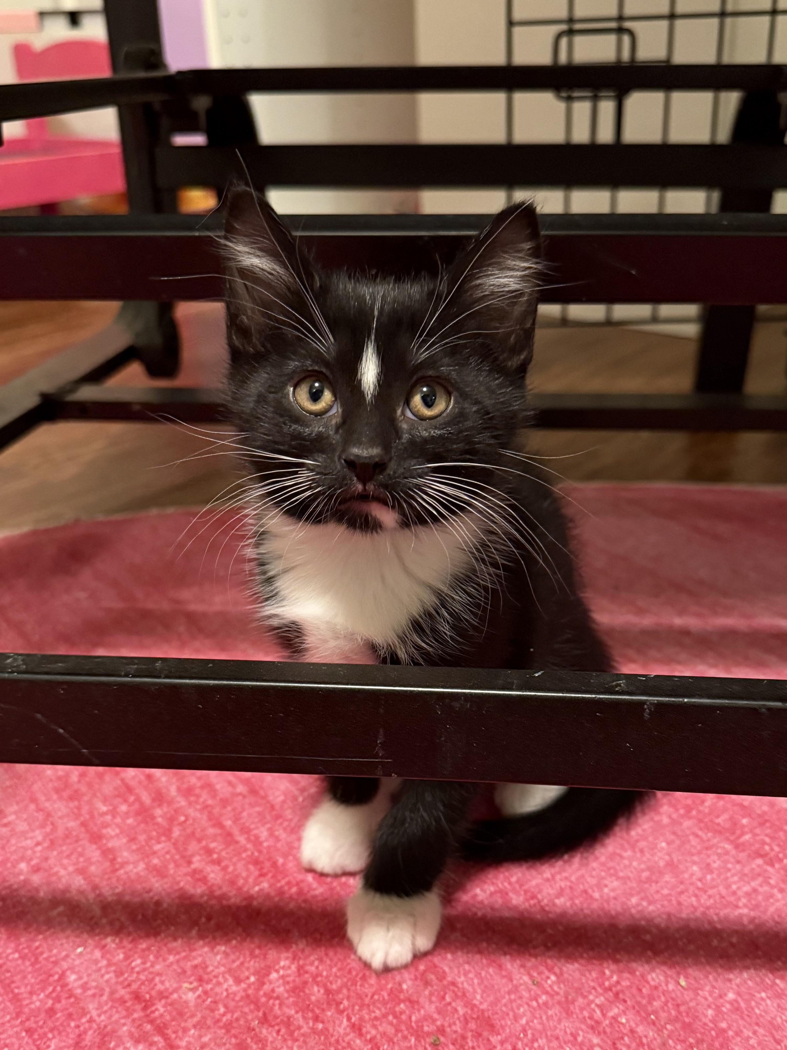 Enlarge Peanut Butter Pie & Lemon Meringue Pie, a Adopted mixed breed in Naperville, IL image 6/6