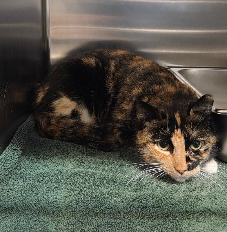 Siren, ADOPTABLE, Adult Female Domestic Short Hair.