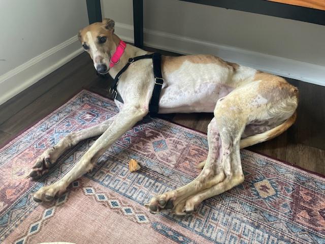 Barbie, ADOPTABLE, Adult Female Greyhound.