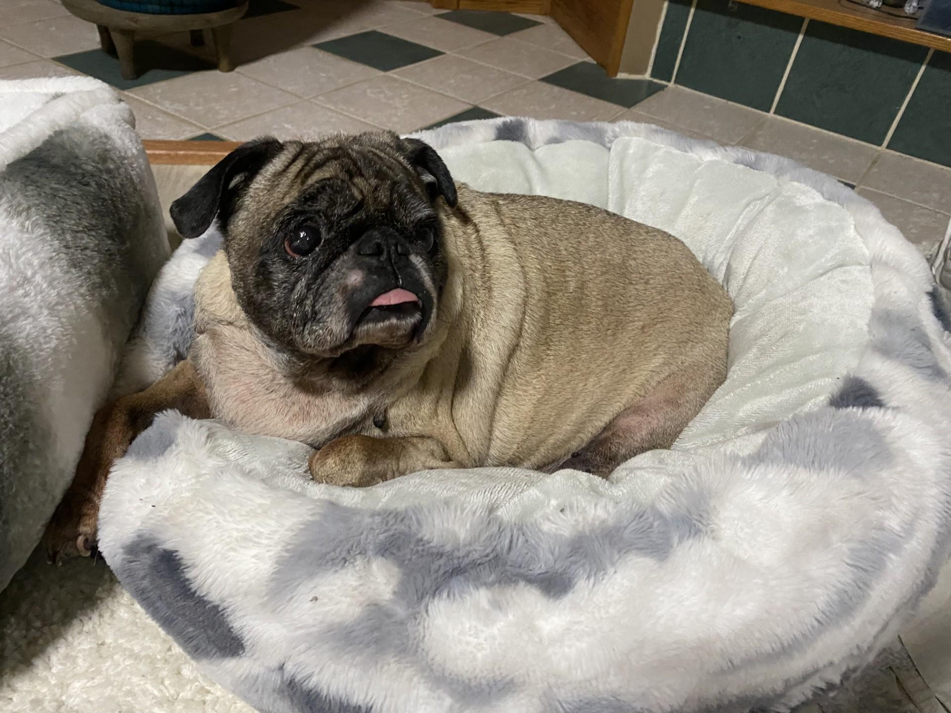 Alice, a ADOPTABLE Pug in Grand Rapids, MI image 2/3