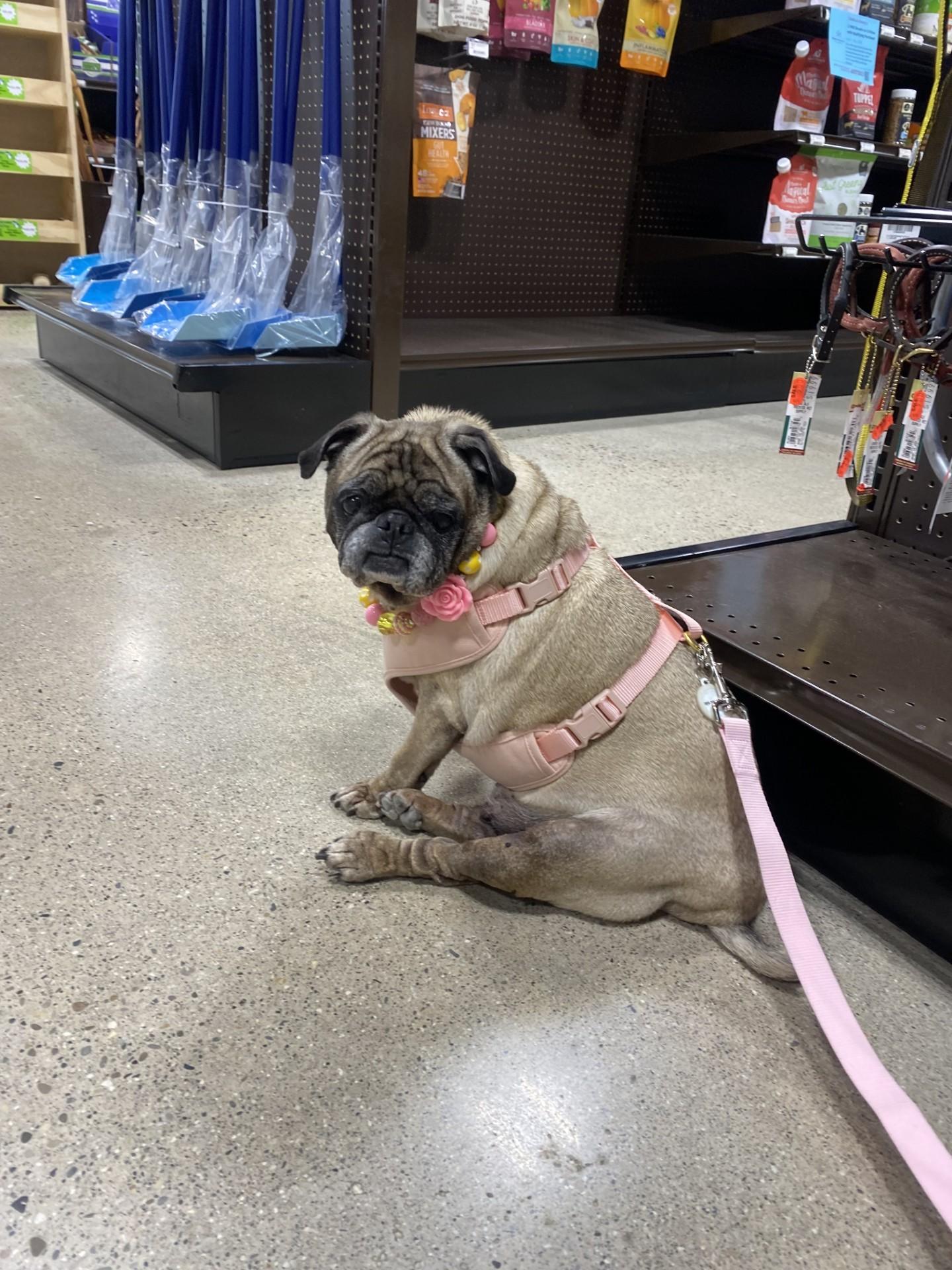Alice, a ADOPTABLE Pug in Grand Rapids, MI image 3/3