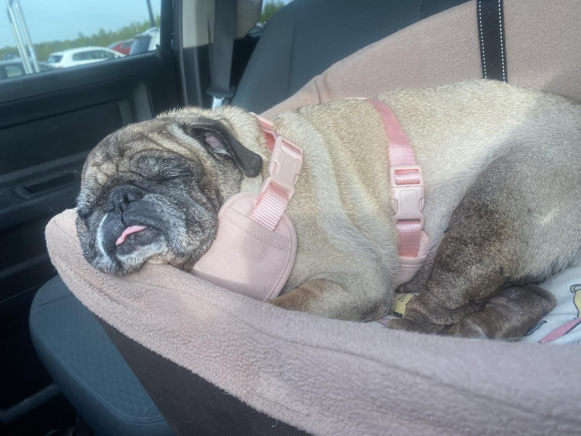 Alice, ADOPTABLE, Senior Female Pug.