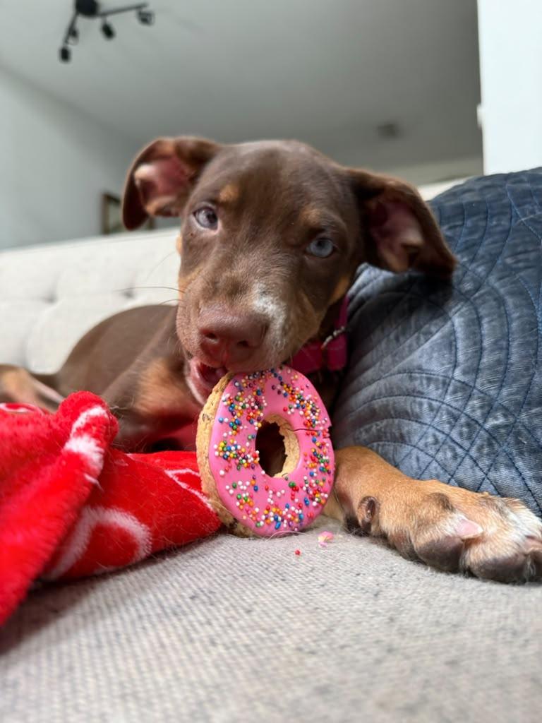 Siren, adopted, Puppy Female Doberman Pinscher & Catahoula Leopard Dog.