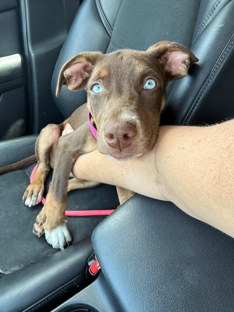 Enlarge Siren, an adopted mixed breed in Vienna, VA image 4/5