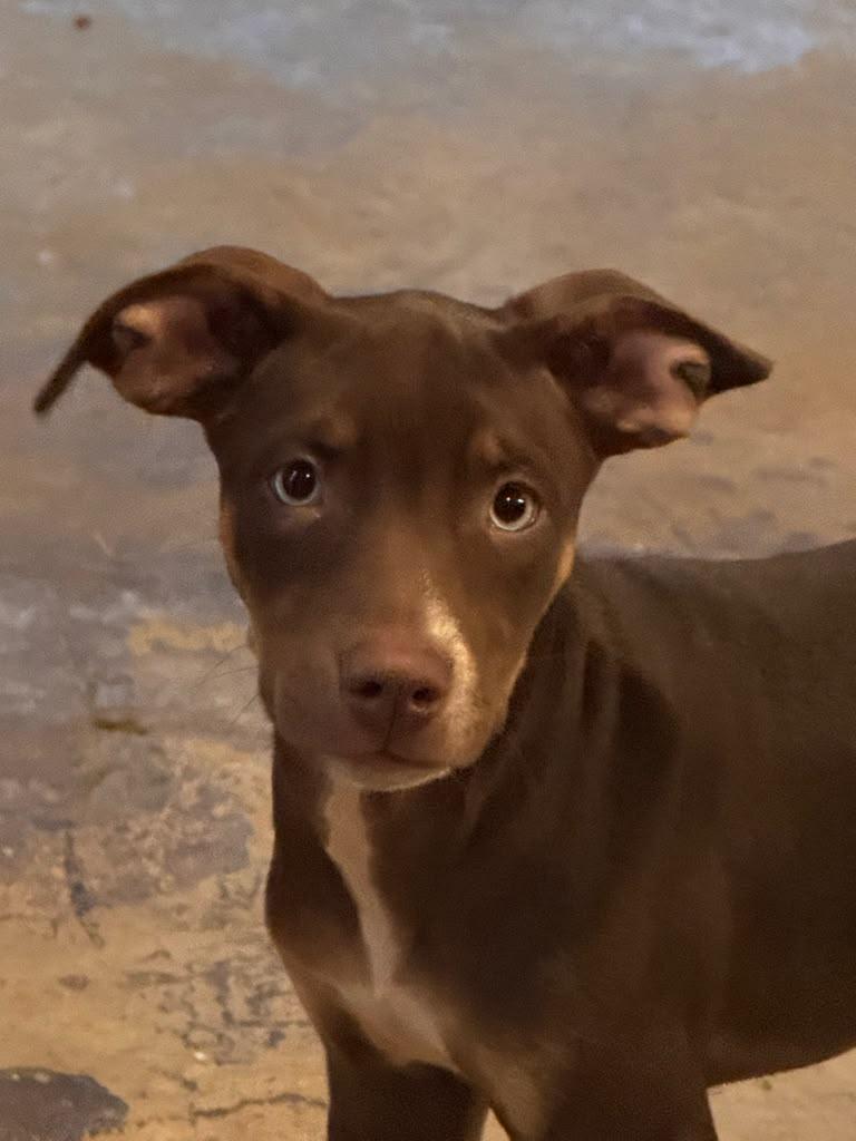 Enlarge Siren, an adopted mixed breed in Vienna, VA image 3/5