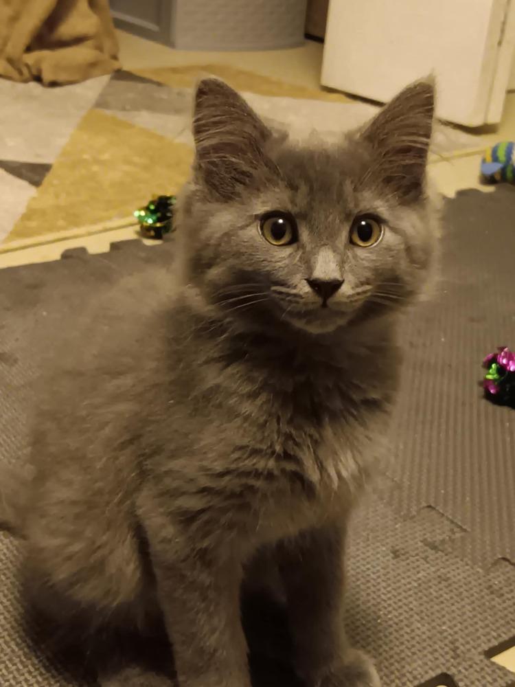 Toby, Adoptable, Kitten Male Domestic Short Hair.