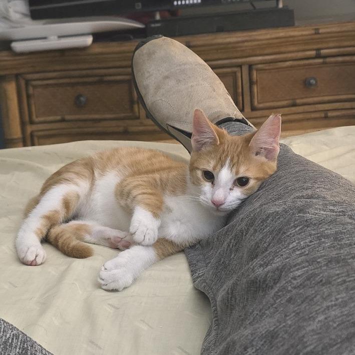 Garfield, Adoptable, Young Male Domestic Short Hair.