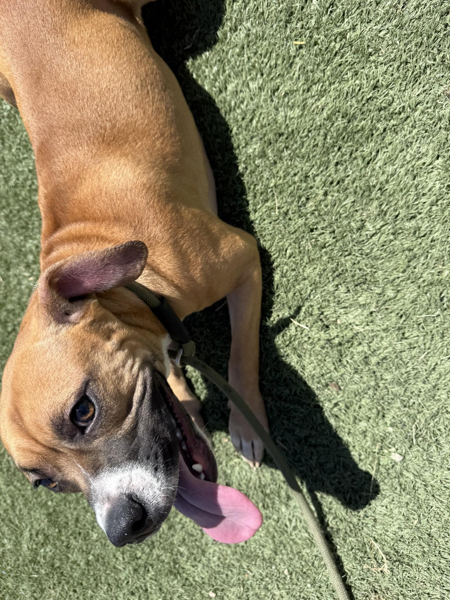 Topanga **Courtesy Post. Out of town pet. See below for details**