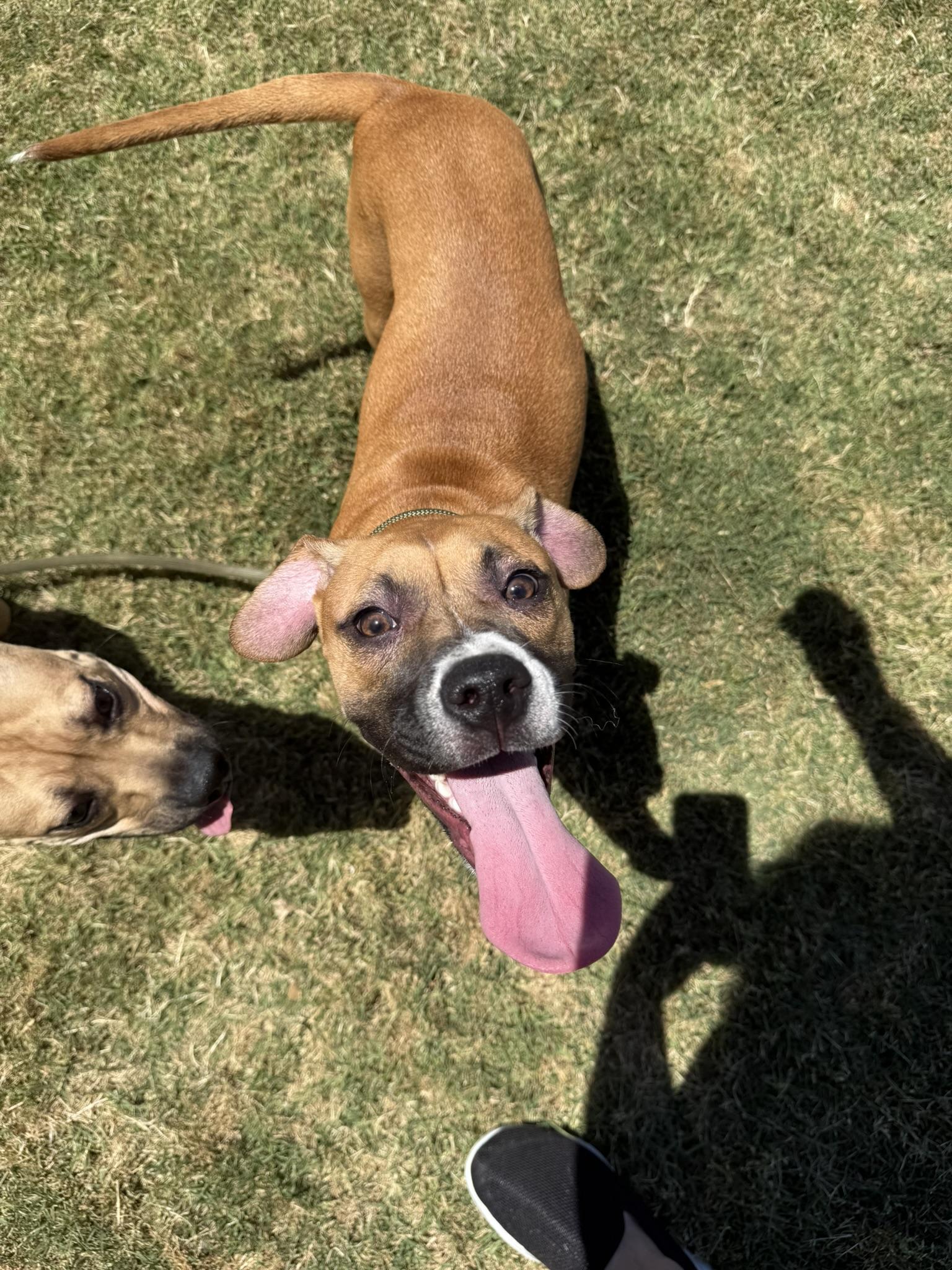 Topanga **Courtesy Post. Out of town pet. See below for details**