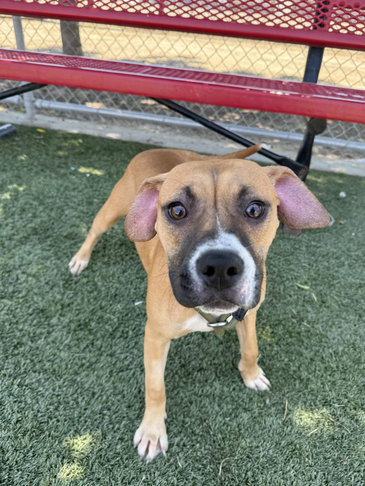 Topanga **Courtesy Post. Out of town pet. See below for details**