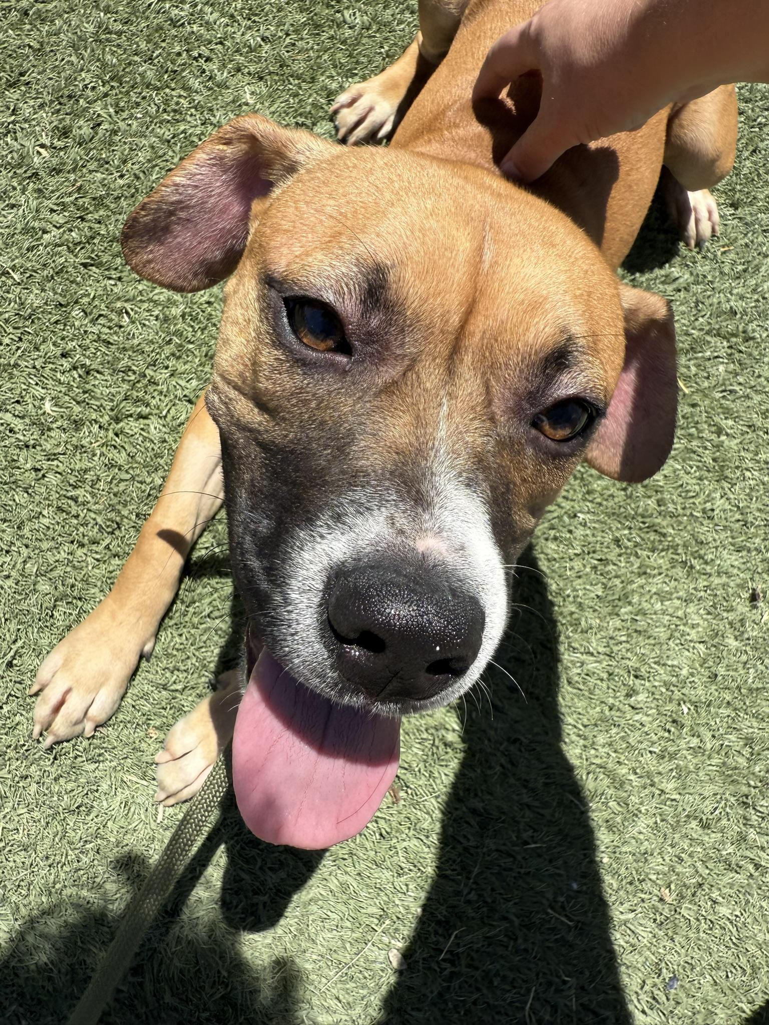 Topanga **Courtesy Post. Out of town pet. See below for details**