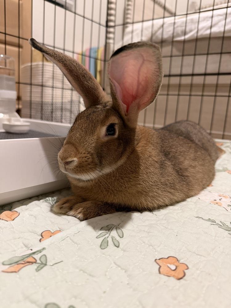 Drip, Adoptable, Baby Female Chinchilla.