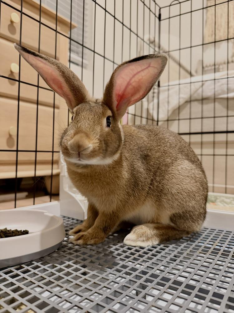 Enlarge Drip, a Adoptable mixed breed in Longwood, FL image 3/3