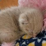 Chicken Mcnuggett thumbnail 2