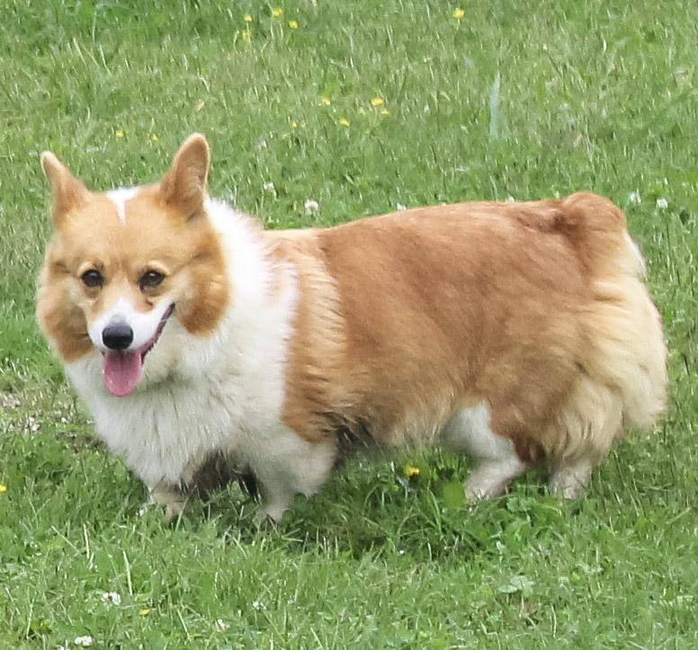 Kimber, an adoptable Pembroke Welsh Corgi in Neosho, MO image 2/4
