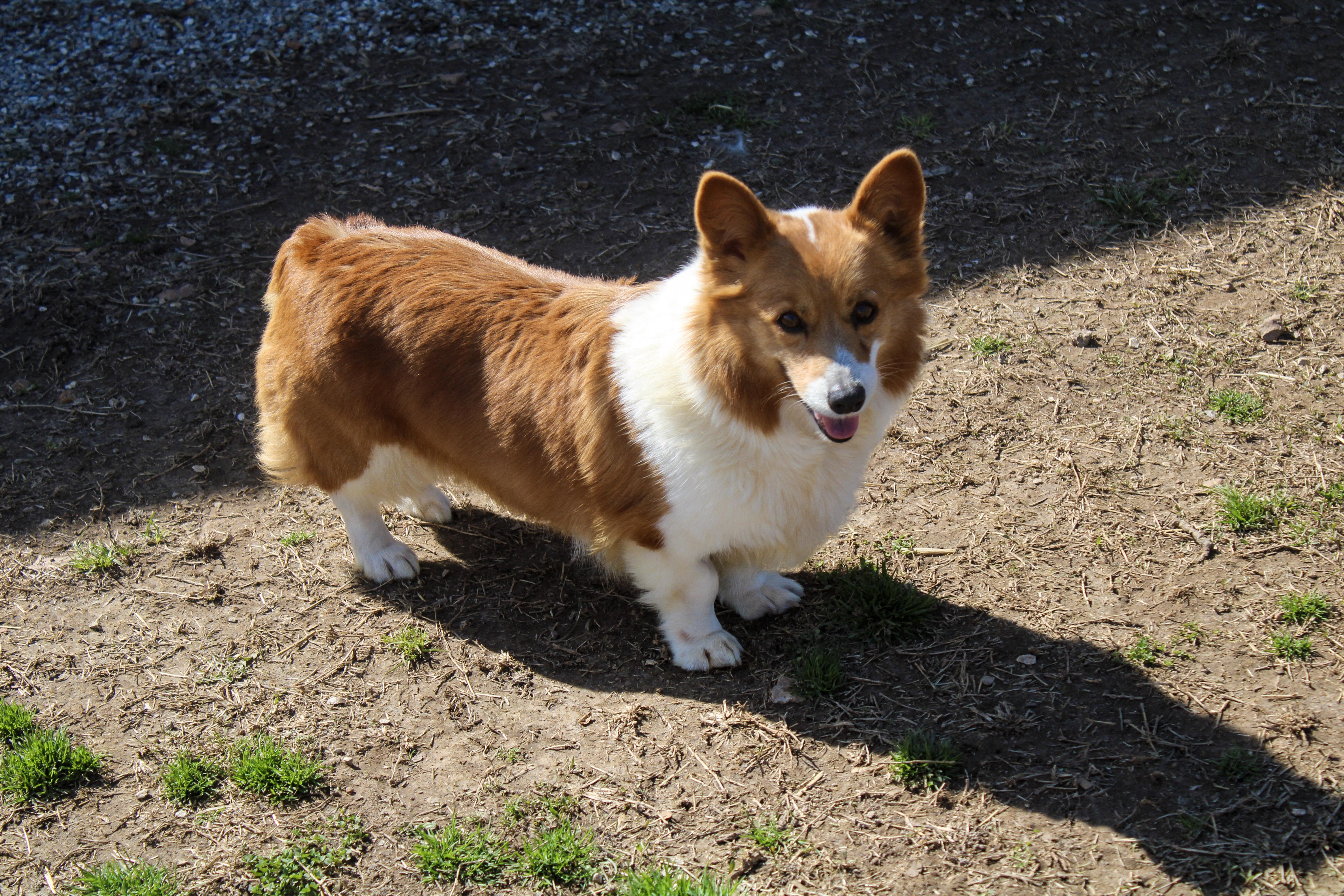 Kimber, ADOPTABLE, Adult Female Pembroke Welsh Corgi.