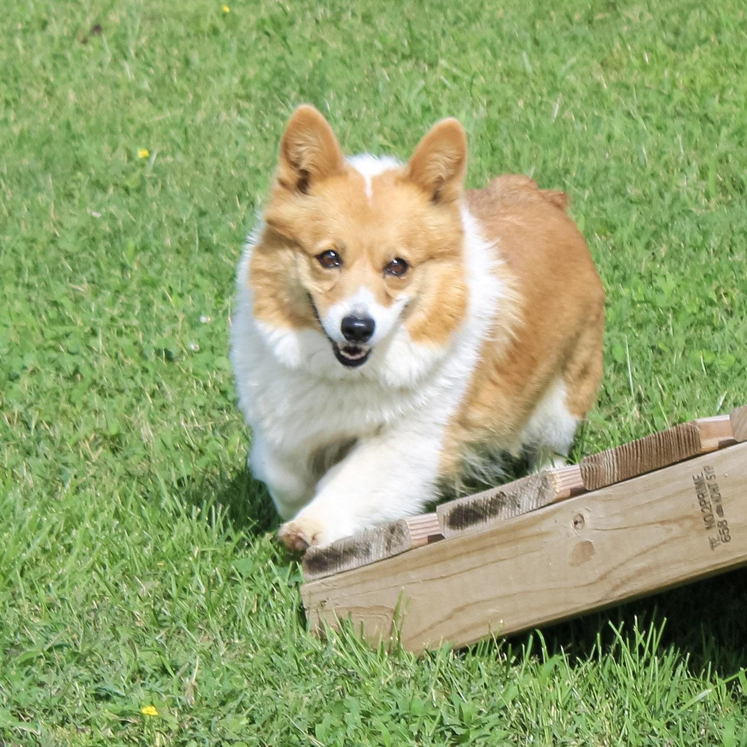 Kimber, adoptable, Adult Female Pembroke Welsh Corgi.