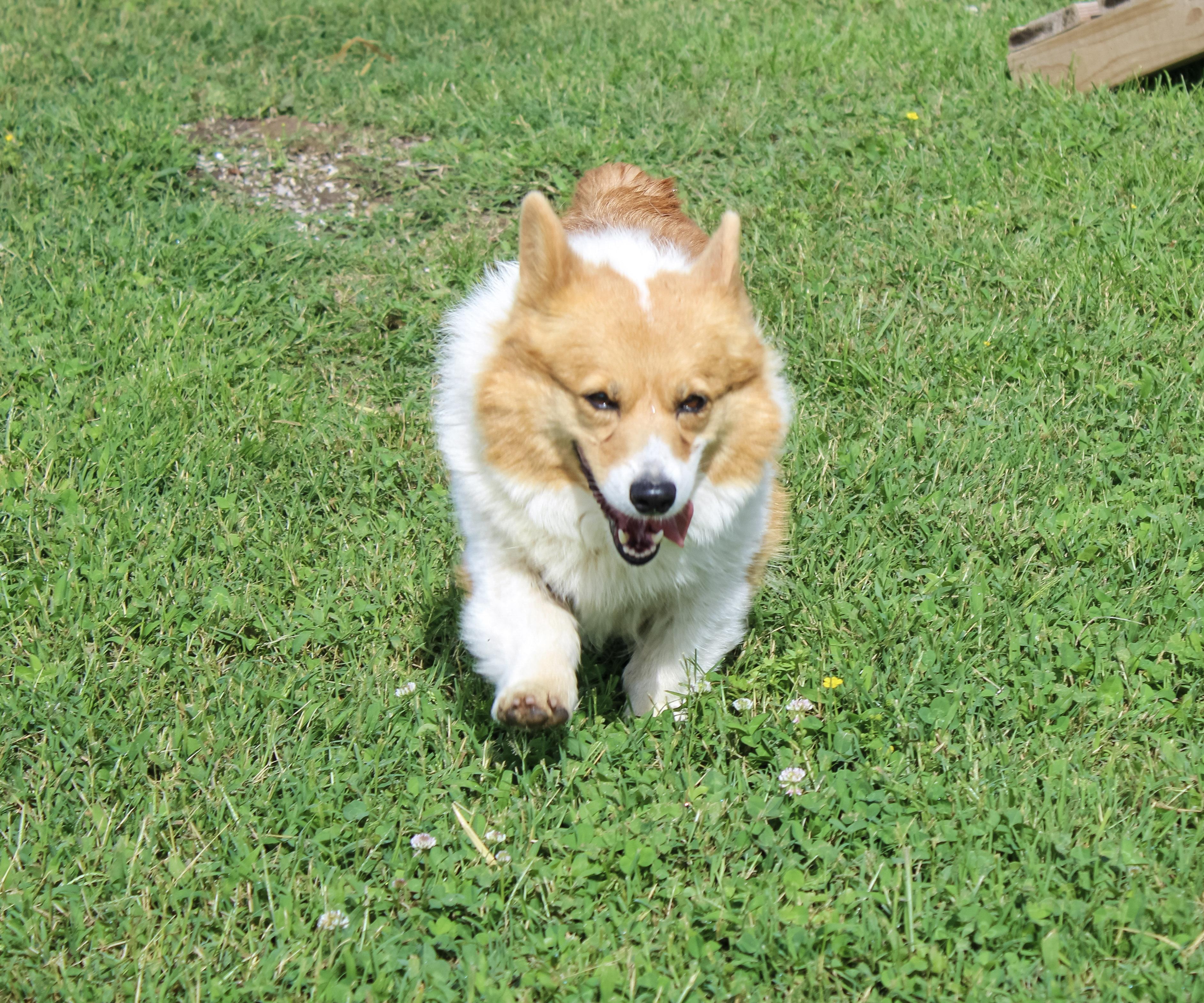 Kimber, an adoptable Pembroke Welsh Corgi in Neosho, MO image 3/4