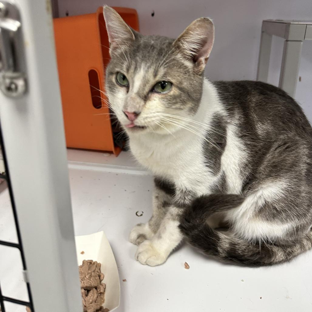 Owen Grady, Adoptable, Adult Male Domestic Short Hair.