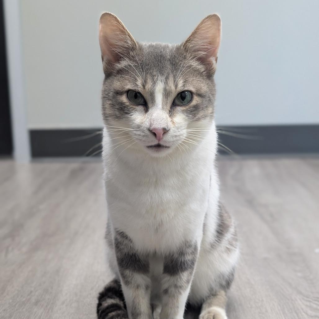 Enlarge Owen Grady, a Adoptable Domestic Short Hair in Houston, TX image 2/6