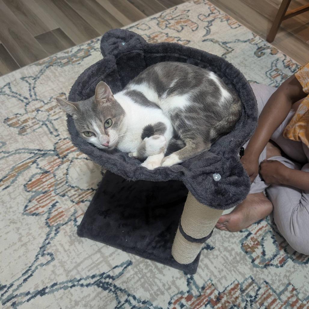 Enlarge Owen Grady, a Adoptable Domestic Short Hair in Houston, TX image 3/6