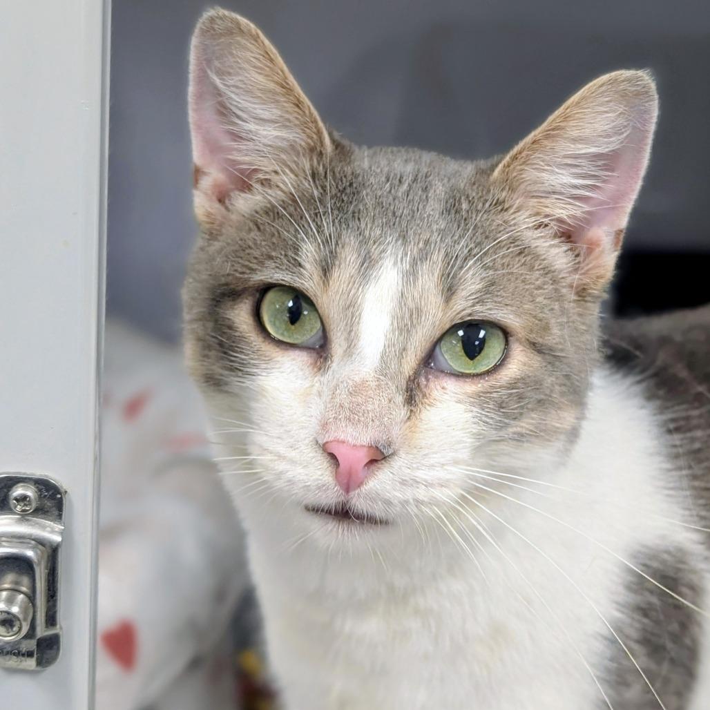 Enlarge Owen Grady, a Adoptable Domestic Short Hair in Houston, TX image 6/6