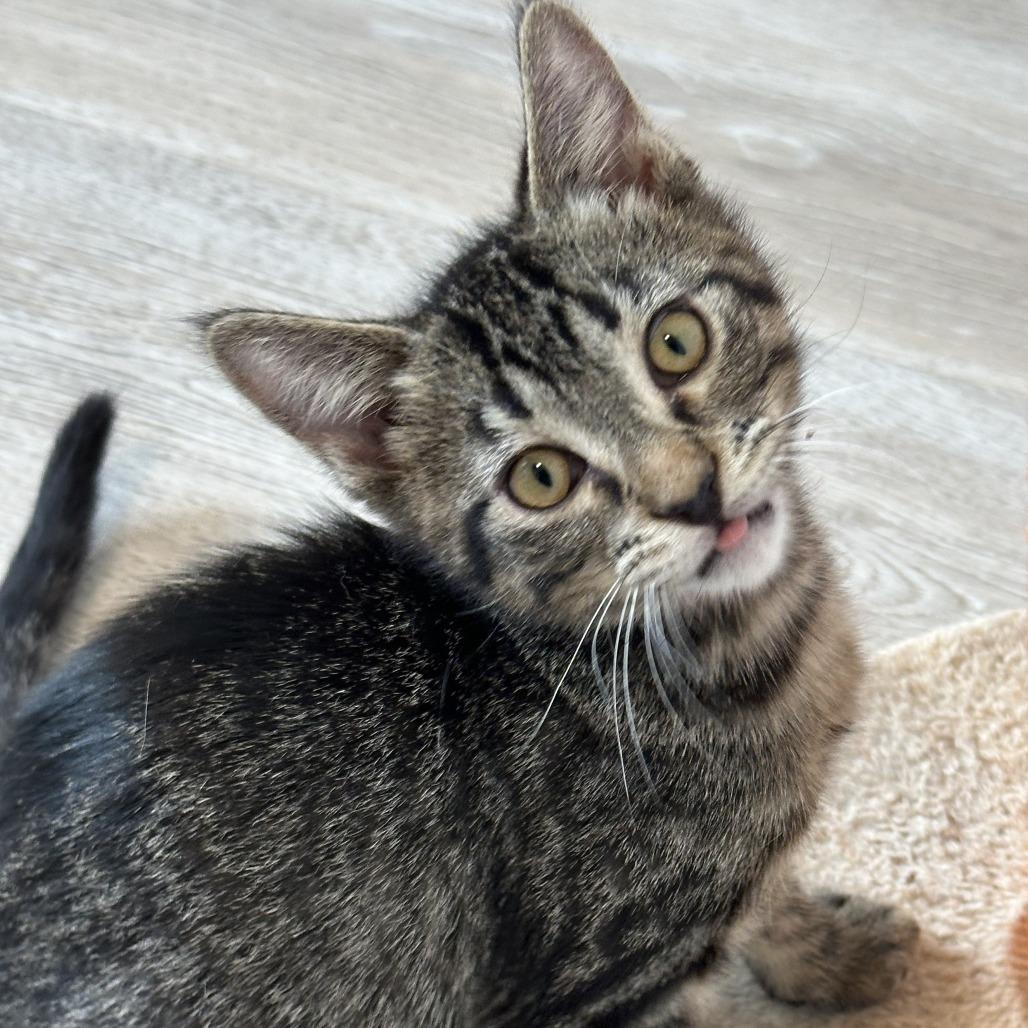 Gadget, a Adoptable Domestic Long Hair in Durango, CO image 3/4