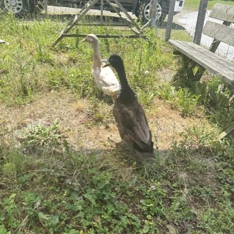 Pebbles, Adoptable, Young Male Duck & Duck.