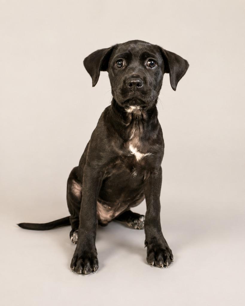 Enlarge Gardiner, a Adoptable mixed breed in Tifton, GA image 1/2