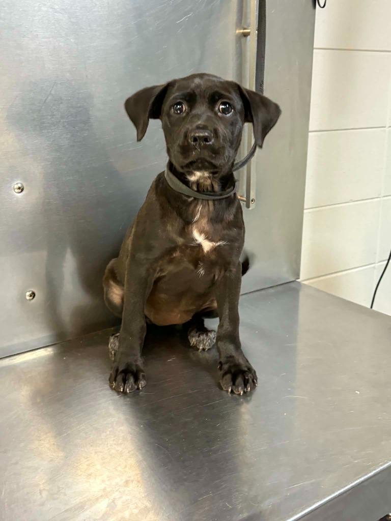 Enlarge Gardiner, a Adoptable mixed breed in Tifton, GA image 2/2