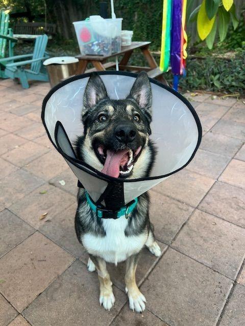 Enlarge Bruno, a Adoptable mixed breed in Denver, CO image 1/6