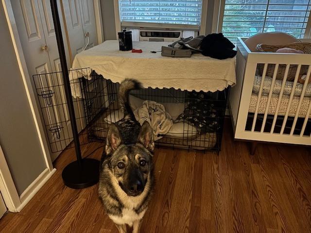 Enlarge Bruno, a Adoptable mixed breed in Denver, CO image 2/6