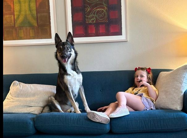 Enlarge Bruno, a Adoptable mixed breed in Denver, CO image 3/6