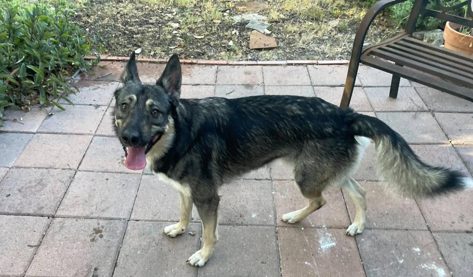 Enlarge Bruno, a Adoptable mixed breed in Denver, CO image 4/6