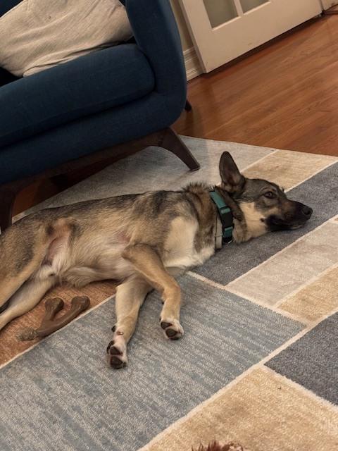 Enlarge Bruno, a Adoptable mixed breed in Denver, CO image 5/6