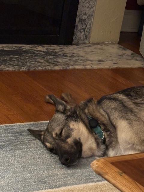 Enlarge Bruno, a Adoptable mixed breed in Denver, CO image 6/6